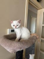 Katt-Exotic Shorthair 350-400€, Dieren en Toebehoren, Kater, Met stamboom, 0 tot 2 jaar