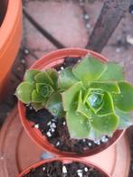 Aeonium aeoniums, Huis en Inrichting, Ophalen of Verzenden, Minder dan 100 cm