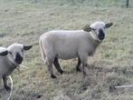 hampshire down stamboek rammen., Dieren en Toebehoren, Mannelijk, Schaap, 0 tot 2 jaar