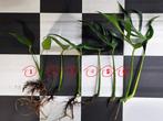 Monstera Burle Marx flame stekken, Huis en Inrichting, Kamerplanten, Ophalen of Verzenden, Halfschaduw, Minder dan 100 cm