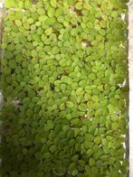 GRATIS drijfplant Salvinia natans (Vlotvarentje), Dieren en Toebehoren, Vissen | Aquaria en Toebehoren, Ophalen, Zo goed als nieuw