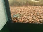 L129 jongen algeneter Colombiaanse Zebra Pleco , Dieren en Toebehoren, Vissen | Aquariumvissen, Vis