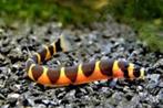 Indische modderkruiper - Kuhli bij Koidreams Valburg, Dieren en Toebehoren, Vissen | Aquariumvissen, Vis, Zoetwatervis