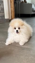 pluizige, schattige en lieve pomeriaan pups, Dieren en Toebehoren, 15 weken tot 1 jaar, Meerdere, Meerdere dieren, Nederland
