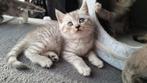 Raszuivere Britskorthaar Kittens, Dieren en Toebehoren, Meerdere dieren, Ontwormd