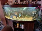 Juwel Vision 450 Aquarium, Dieren en Toebehoren, Ophalen of Verzenden, Zo goed als nieuw, Leeg aquarium