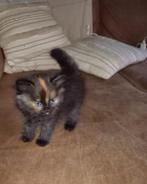PER DIRECT! 1 poesje beschikbaar!! Kittens Maincoon x pers, Dieren en Toebehoren, Katten en Kittens | Raskatten | Langhaar, Meerdere dieren
