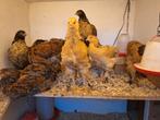 Haan brahma 10 weken, Meerdere dieren, Kip