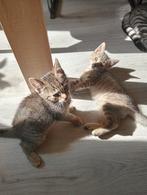 Op zoek naar een gouden mandje, Dieren en Toebehoren, Katten en Kittens | Overige Katten