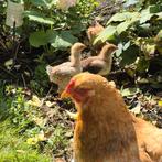 Brahma kuikens., Dieren en Toebehoren, Pluimvee, Meerdere dieren, Kip