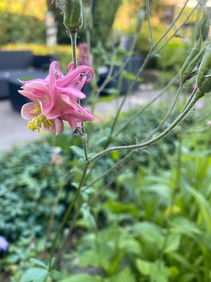 Akelei vingerhoedskruid, Tuin en Terras, Bloembollen en Zaden, Volle zon, Ophalen of Verzenden