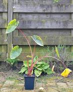 Colocasia Black Magic pups, Tuin en Terras, Planten | Tuinplanten, Ophalen