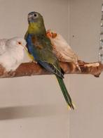 Turquoisine parkieten, Meerdere dieren, Parkiet