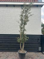 Dubbelstammige kurkeik Quercus Suber, Ophalen, Zomer, Halfschaduw, Overige soorten