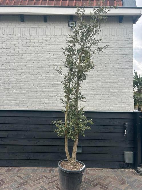 Dubbelstammige kurkeik Quercus Suber, Tuin en Terras, Planten | Bomen, Overige soorten, Halfschaduw, Zomer, Ophalen