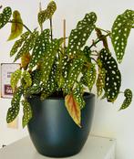 Royale ‘Polkadot’ Begonia | In pot | Zie omschrijving, Ophalen, Overige soorten, Halfschaduw, In pot