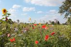 Bloemenmengsel zaden bloemenveld bijen., Tuin en Terras, Bloembollen en Zaden, Ophalen of Verzenden, Gehele jaar, Halfschaduw