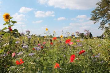 Bloemenmengsel zaden bloemenveld bijen. beschikbaar voor biedingen
