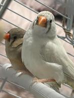 Zebravink poppetjes, Meerdere dieren, Tropenvogel