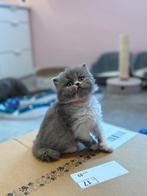 Brits/Britse korthaar en langhaar kittens met stamboom, Dieren en Toebehoren, Katten en Kittens | Raskatten | Korthaar, Meerdere dieren