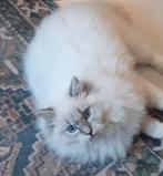 Super knappe blue lynx ragdoll dekkater, Kater