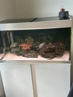 compleet aquarium eheim met oase filter, Ophalen of Verzenden, Zo goed als nieuw, Filter of Co2