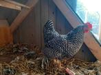 Amrock hen., Dieren en Toebehoren, Pluimvee, Vrouwelijk, Kip