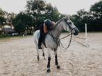 Lease horse wanted, Dieren en Toebehoren, Paarden, Merrie, 170 tot 175 cm, Recreatiepaard, 3 tot 6 jaar