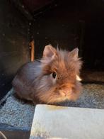 Konijnen met hok, ren en toebehoren, Ophalen, Overige typen