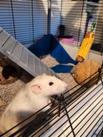 Lief tamme ratje ( vrouw ), Dieren en Toebehoren, April, Vrouwelijk