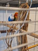 2 jonge dwergpapegaaitjes met kooi aangeboden, Meerdere dieren, Dwergpapegaai of Agapornis, Geringd