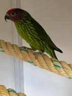 Viooltjes Lori, Dieren en Toebehoren, Vogels | Parkieten en Papegaaien, Meerdere dieren, Papegaai