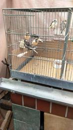 Prachtige bonte mannen & poppen kanaries te koop, Dieren en Toebehoren, Meerdere dieren, Kleurkanarie
