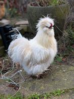 Zijdehoen haan, Dieren en Toebehoren, Pluimvee, Mannelijk, Kip