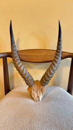 Impala gewij, Ophalen of Verzenden, Zo goed als nieuw, Schedel