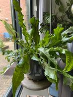 Grote tongvaren in pot, Ophalen, In pot, Halfschaduw, Minder dan 100 cm