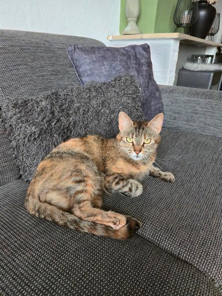 Europese korthaar Ruby, Diensten en Vakmensen, Dieren | Katten | Verzorging, Oppas en Les