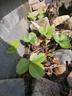 Aardbeien stekjes, Tuin en Terras, Planten | Tuinplanten, Zomer, Ophalen, Volle zon