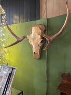 Eland schedel met gewei, Verzamelen, Dierenverzamelingen, Ophalen of Verzenden, Gebruikt