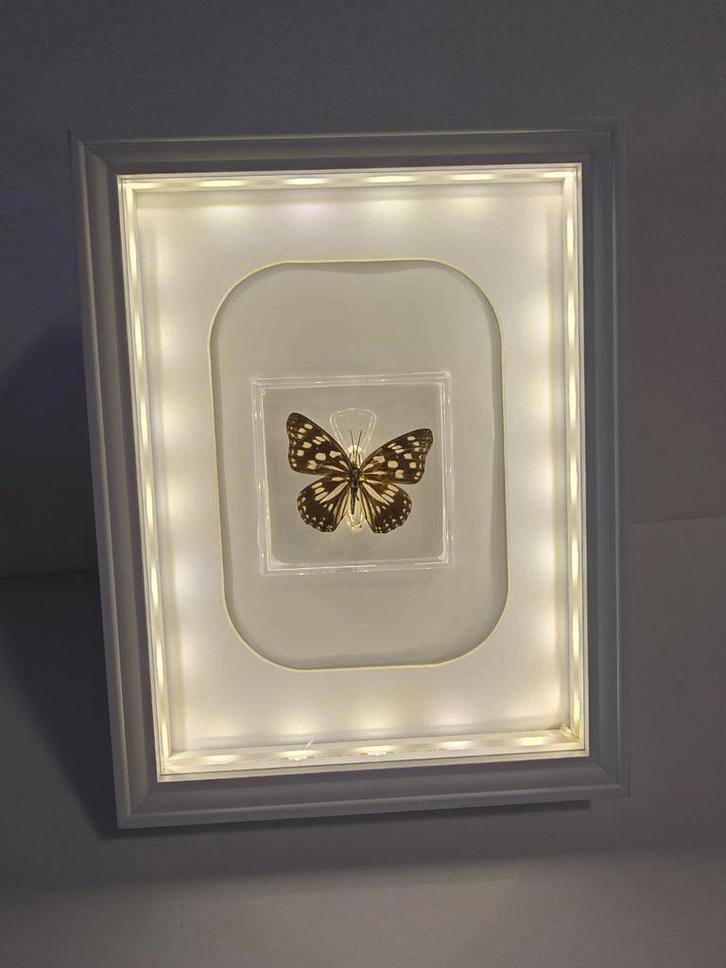 Vlinder in lijst, Verzamelen, Mineralen en Fossielen, Overige typen, Ophalen of Verzenden