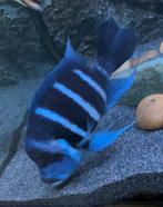 Cyphotilapia gibberosa Moba Blue Zaire, Dieren en Toebehoren, Vissen | Aquariumvissen, Vis