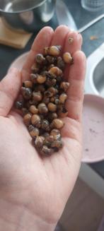 Slakken: Afrikaanse reuzenslakken jonkies (achatina fulica), December, Meerdere dieren