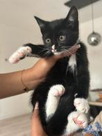 Kittens 9 weken, Dieren en Toebehoren, Katten en Kittens | Overige Katten, Meerdere dieren