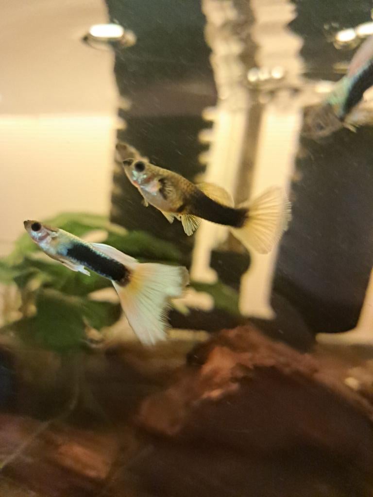 Tuxedo yellow guppen, Vis, Zoetwatervis