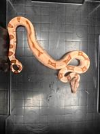 Boa ci.1.0 kubish poss.super salmon 66% dh albino sqauretail, Slang