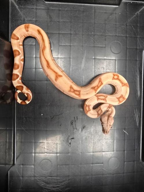 Boa ci.1.0 kubish poss.super salmon 66% dh albino sqauretail, Dieren en Toebehoren, Reptielen en Amfibieën, Slang