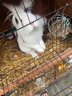Konijn te koop, Dieren en Toebehoren, Konijnen, Mannelijk, Dwerg