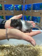 Te koop lieve jonge goudhamsters / Syrisch hamsters, Dieren en Toebehoren, Knaagdieren, September, Meerdere dieren, Hamster