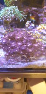 Koralen koraal stekken frags zoa