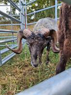 Ouessant rammen, Dieren en Toebehoren, Mannelijk, Schaap, 0 tot 2 jaar